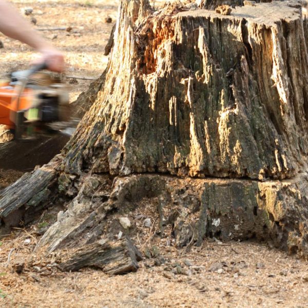 TREE STUMP